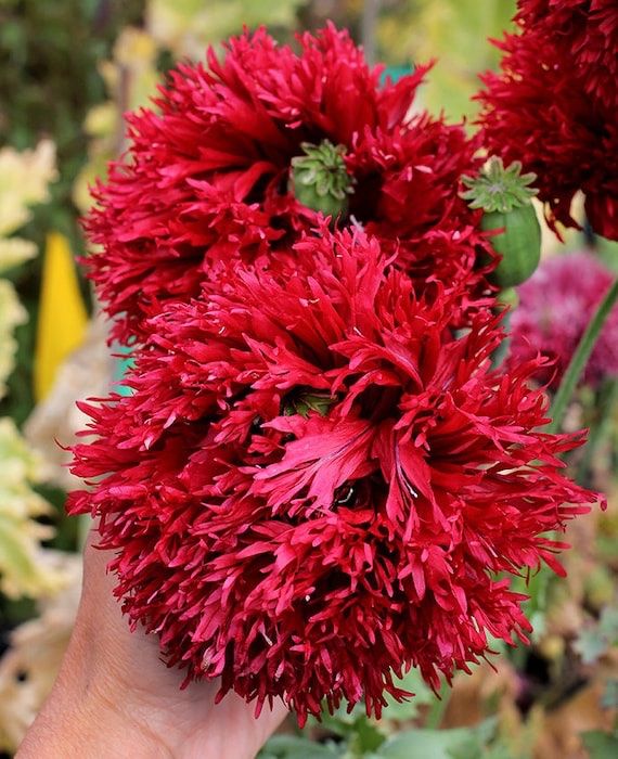 Piante & sementi: 500 Samen Mohn CRIMSON FEATHERS – Nuovo (secondo la descrizione) da Ehrendingen venduto da VerveinaSamen 2