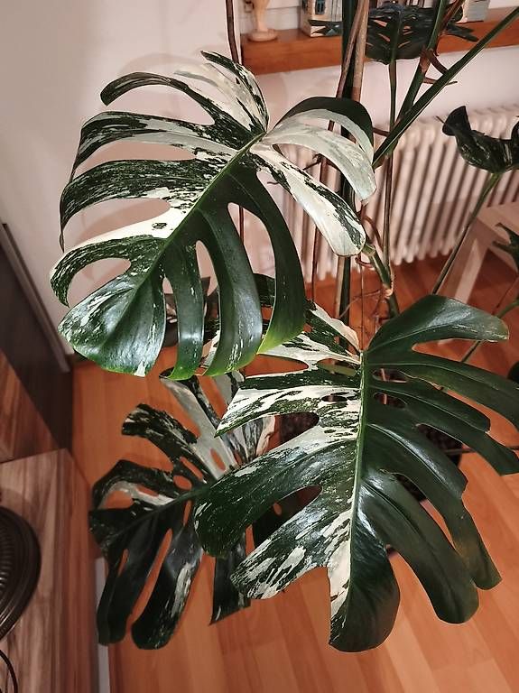 Pflanzen & Samen: Monstera Deliciosa Variegata – Gebraucht aus Kaisten von lys_zzy8 1