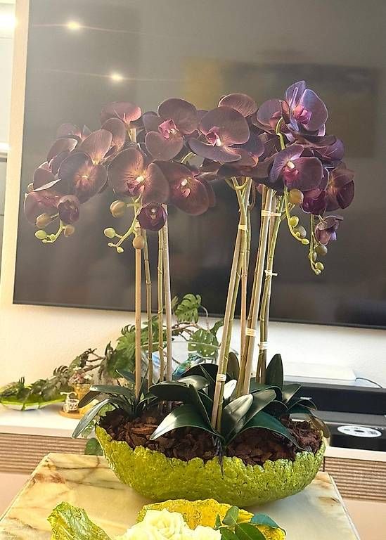 Piante & sementi: Orchideen violett – Usato da Luzern venduto da Brokiland