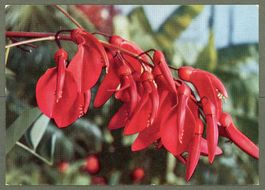 AK color Stilleben exotische Blume,Erythrina crista g. ≈1959