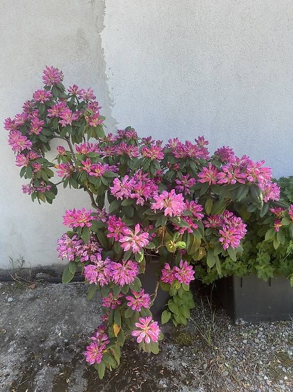 Piante & sementi: Rhododendron à grande fleurs rose – Usato da Grancy venduto da Nikojardins 1