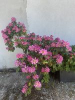 Rhododendron à grande fleurs rose