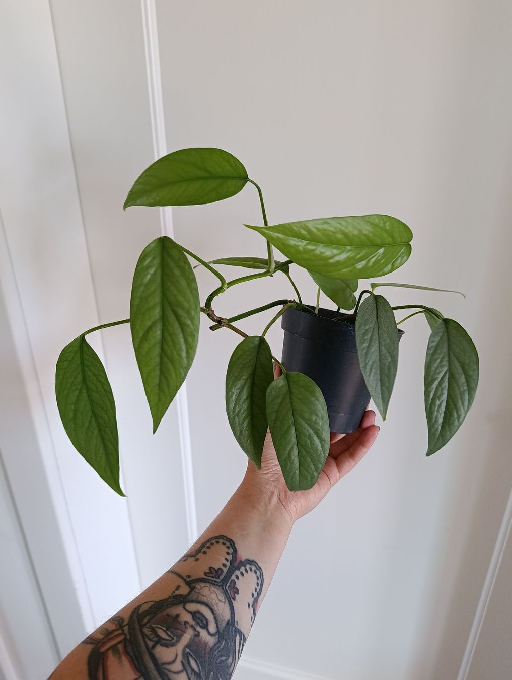 Plantes & graines: Epipremnum Cebu Blue – Neuf (Voir description) à Baar par L.isa28