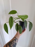 Epipremnum Cebu Blue