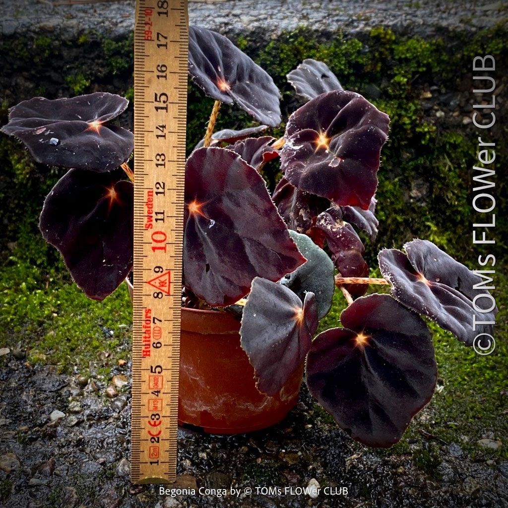 Pflanzen & Samen: Begonia Conga - wunderschöne samte burgundy Blätter – Neu und originalverpackt aus Adliswil von MarkyForest 1