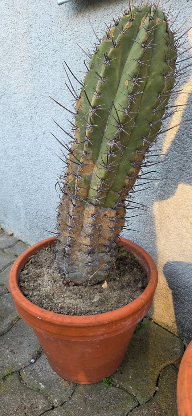 Piante & sementi: Kaktus 48 cm – Usato da Mörschwil venduto da smigi