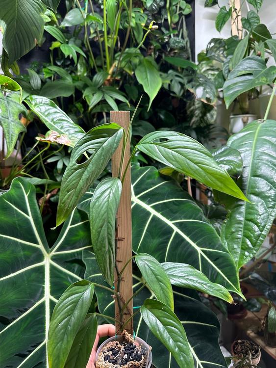 Monstera gracilis Ableger *RARITÄT* | Kaufen auf Ricardo