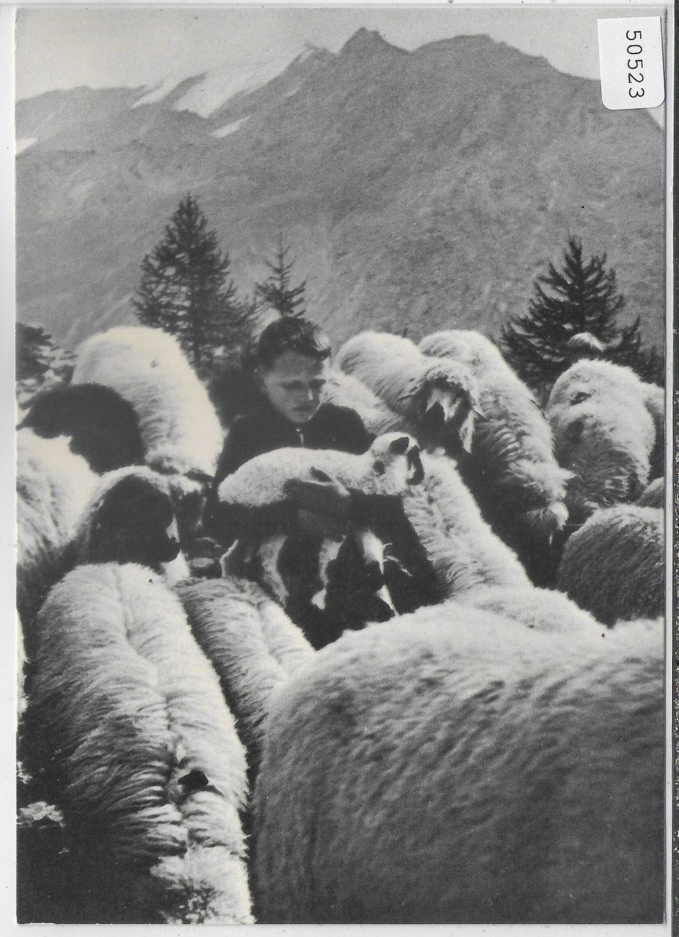 Cartoline postali: Schafherde - Photo: W. Studer Bern – Usato da Ettingen venduto da Kartenplanet