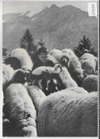 Schafherde - Photo: W. Studer Bern