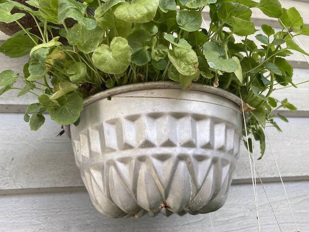 Piante & sementi: Campanula in der Gugelhupfform – Usato da Frauenfeld venduto da Irene.Schuppli 1