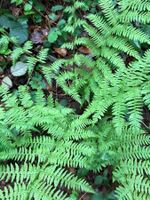 Farn Fougère Felce Fern Helecho Папортни