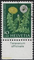 10 Rp. Löwenzahn mit TAB (Taraxacum officinale)