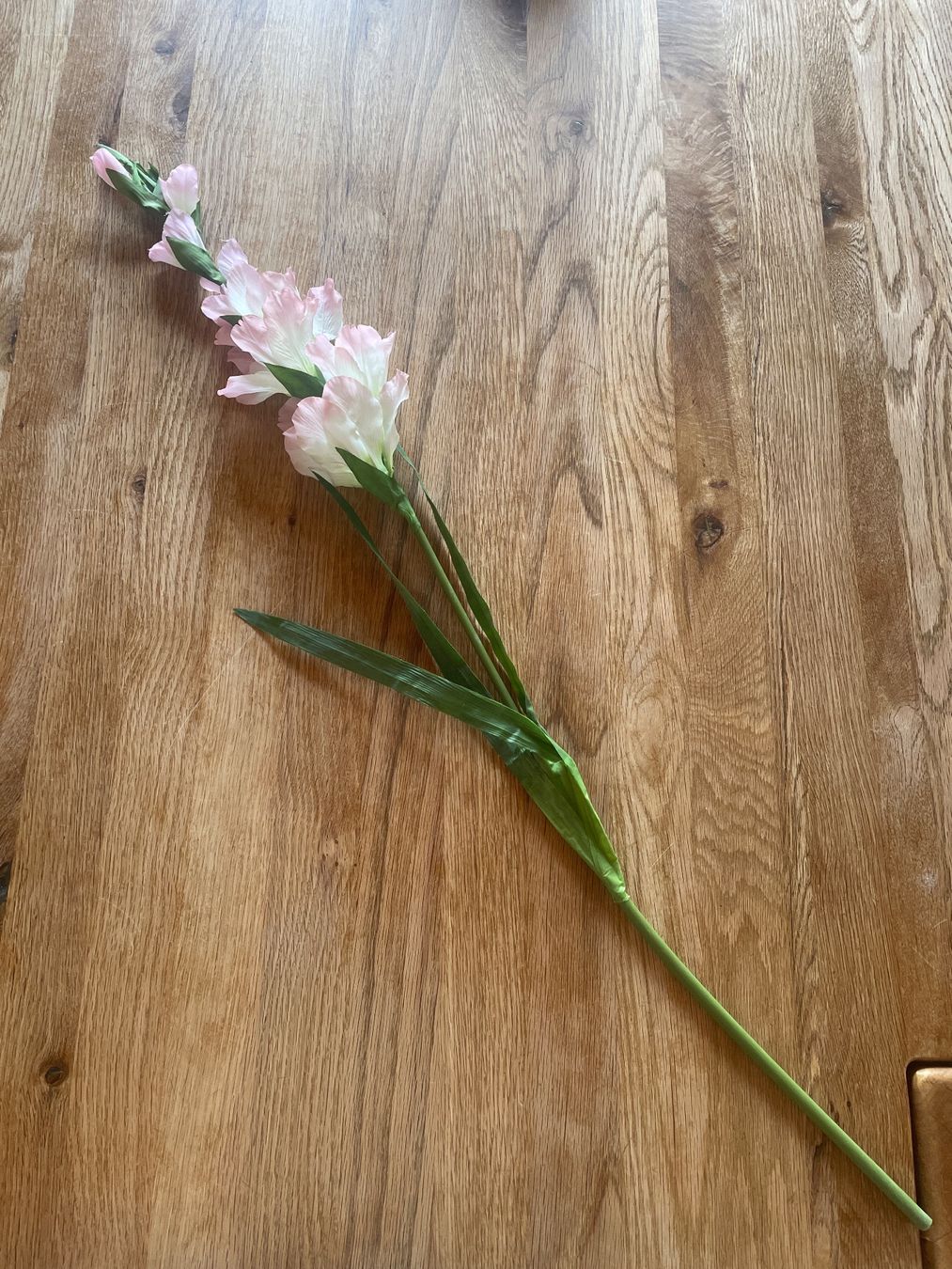 Piante & sementi: Gladiole – Usato da Freidorf TG venduto da ibipatria 1