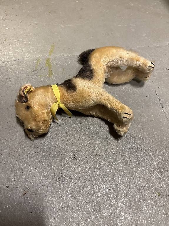 Steiff Giocattoli: Steiff Fox Terrier von ca 1947 – Usato da Kaiseraugst venduto da mengster