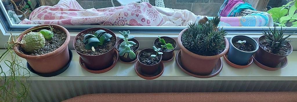 Piante & sementi: Lot de succulentes avec pots – Usato da Nidau venduto da jul_6tpv