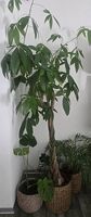 d'arbre à monnaie 180cm