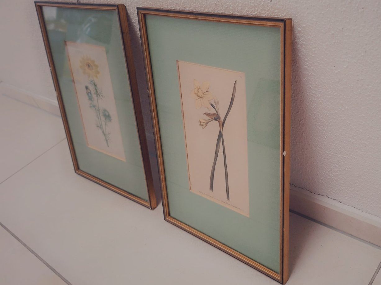 Incisioni: 2 Antike botanische Stiche - 1789, 1790 – Usato da Baldegg venduto da collect.hub 9