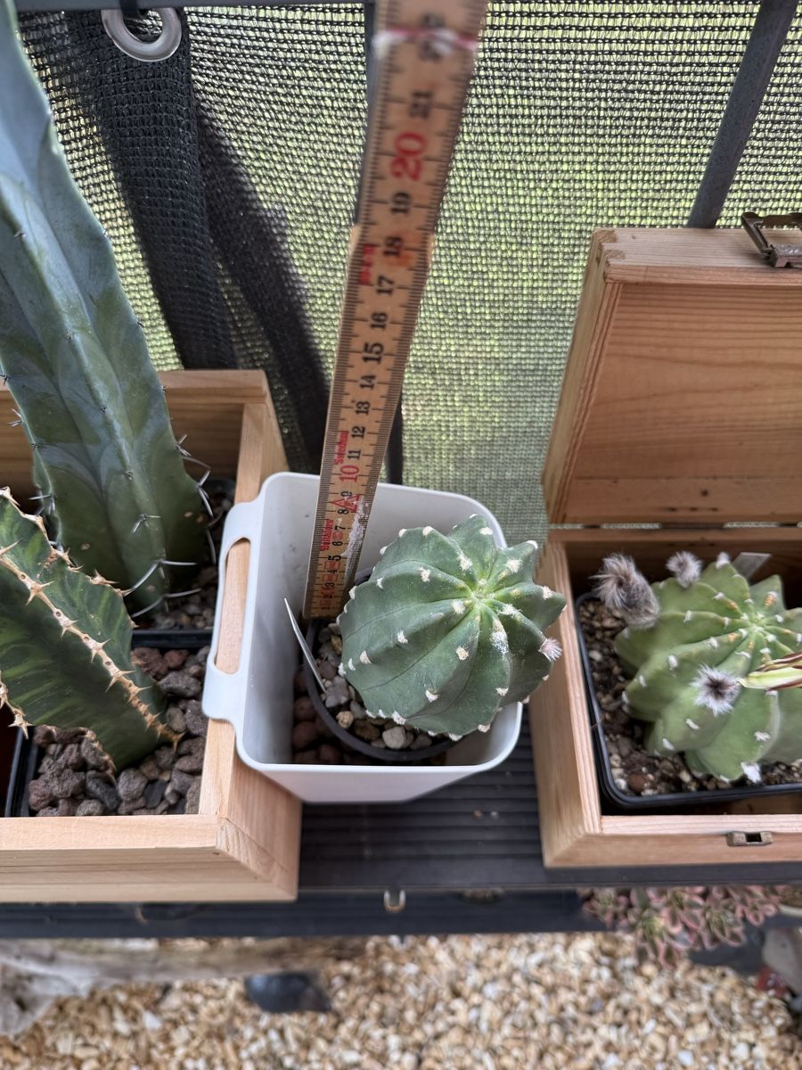 Piante & sementi: Echinopsis subdenudata  – Usato da Rorbas venduto da SimS0n 1