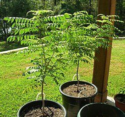 Pflanzen & Samen: Curryblattbaum Samen – Neu (gemäss Beschreibung) aus Fehraltorf von 100_Konzert 2