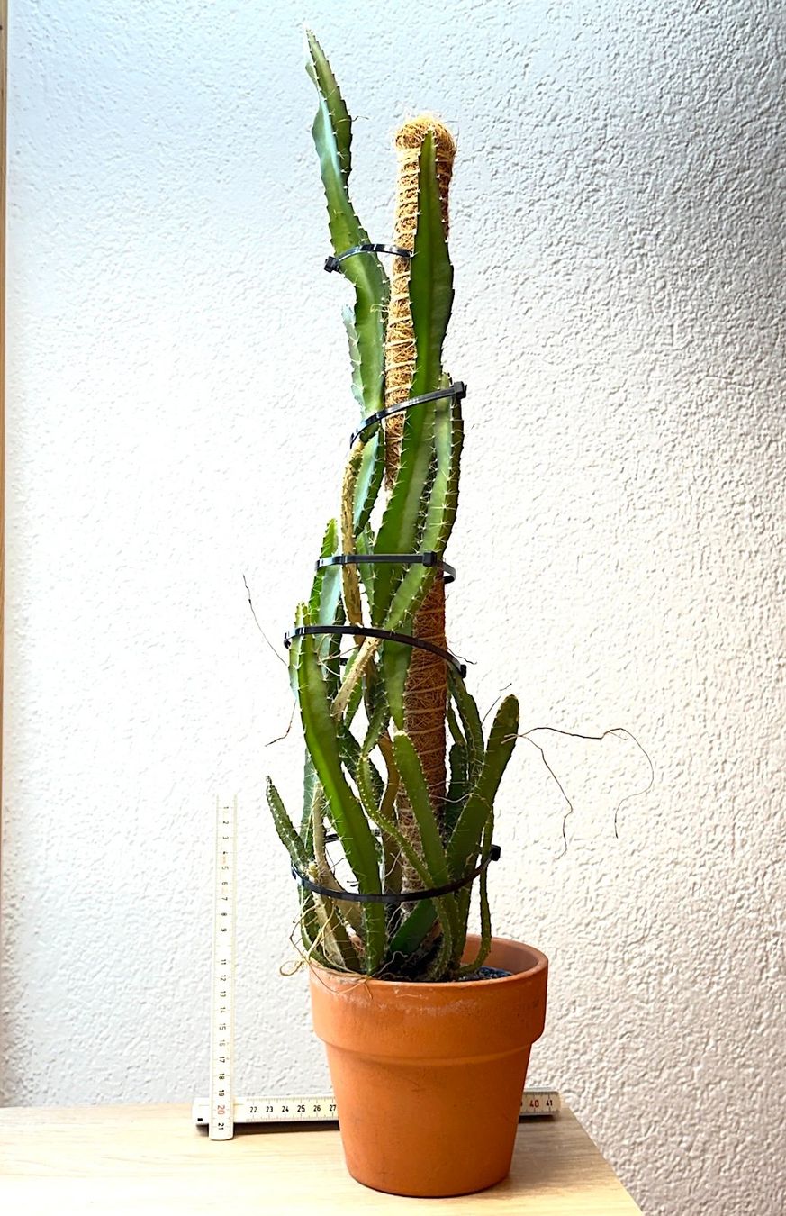 Pflanzen & Samen: Drachenfrucht-Pflanzen, (rotfleischige Drachenfrucht) – Gebraucht aus Boll von NRie