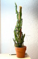 Drachenfrucht-Pflanzen, (rotfleischige Drachenfrucht)