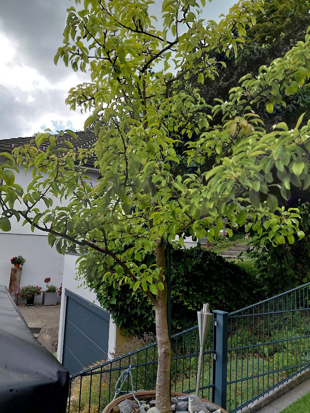 Pflanzen & Samen: Birnenbaum – Gebraucht aus Wolfisberg von Flaeki