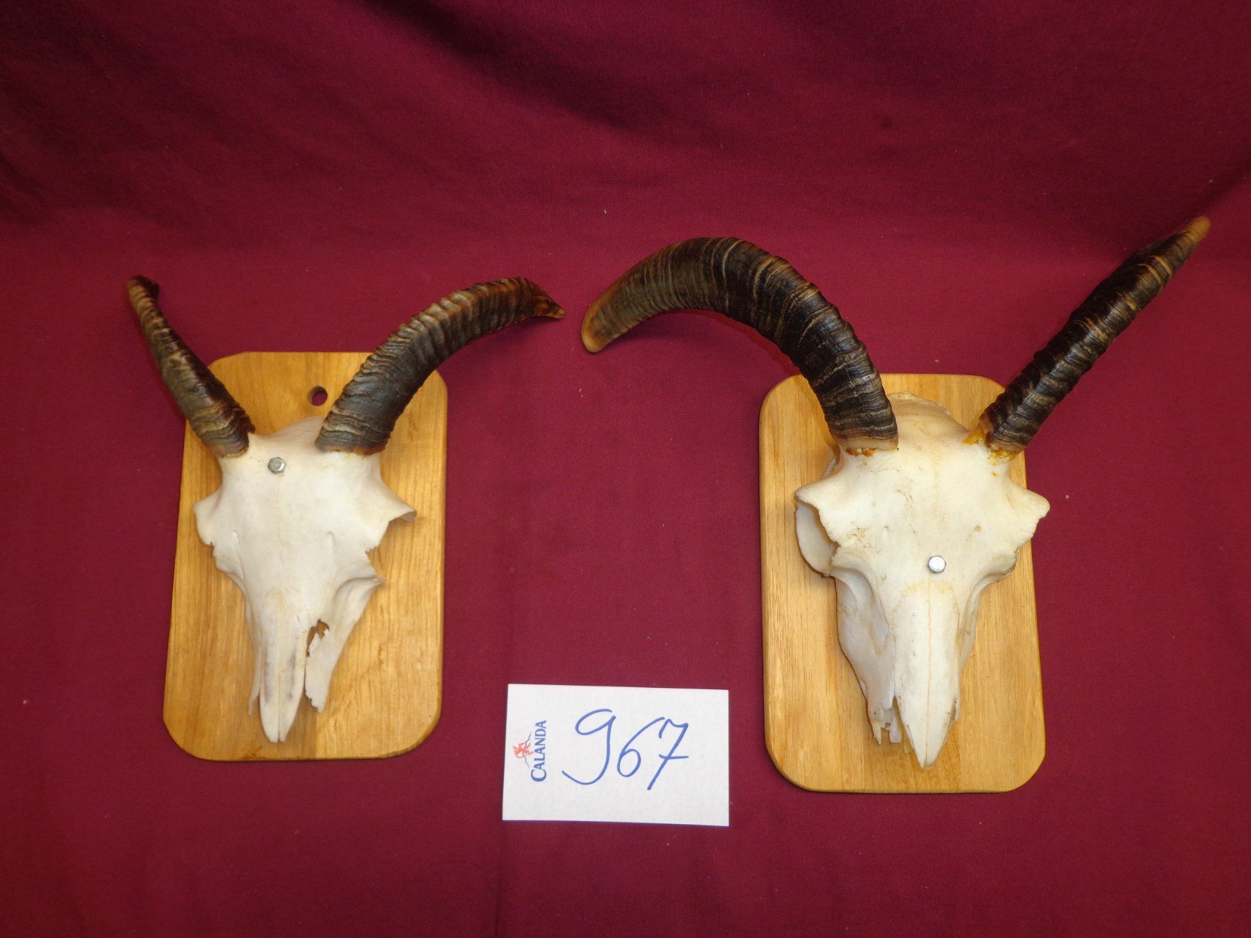 Il mondo degli animali: Widder, Geweihe, Trophäe, Horn, Dekoration, Jagd, Geissen. – Usato da Andeer venduto da Baerenburger 8