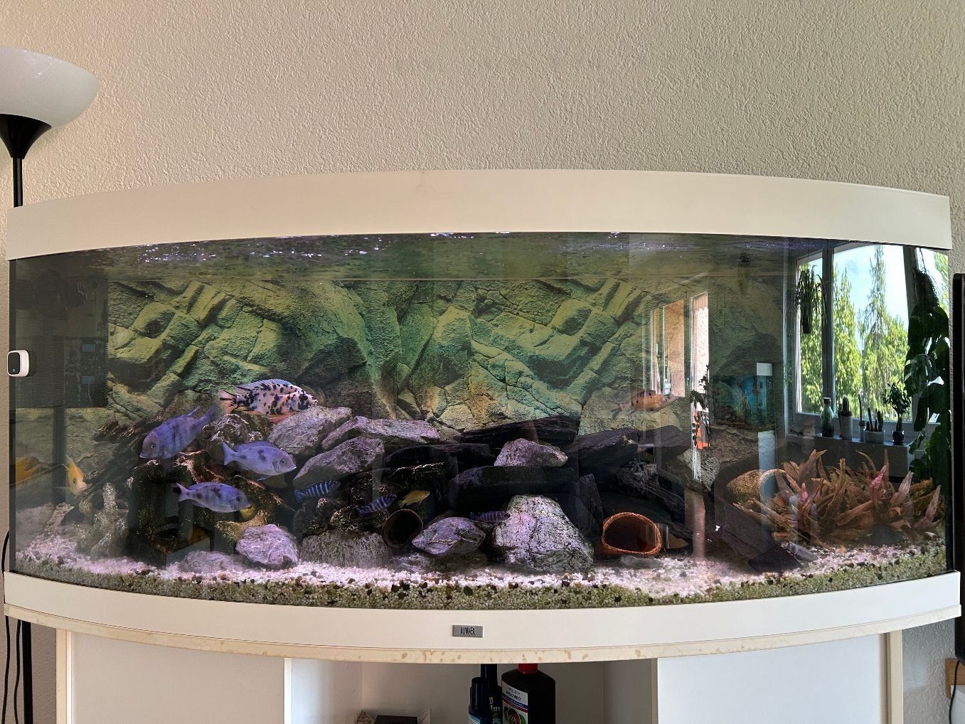 Juwel Acquari: Aquarium Juwel Vision 450 – Usato da Amriswil venduto da Manogeli