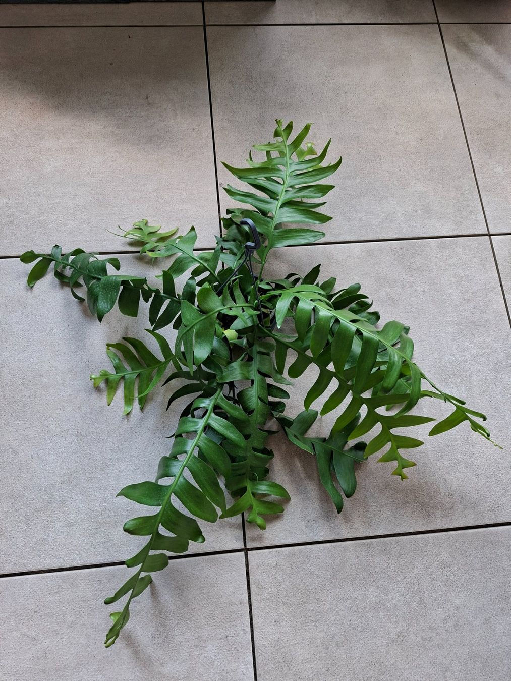 Plantes & graines: Epiphyllum Chrysocardium – D'occasion à Waltenschwil par PlantAddict 2