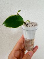 Hoya Krimson Queen – rooted cutting #2 👑