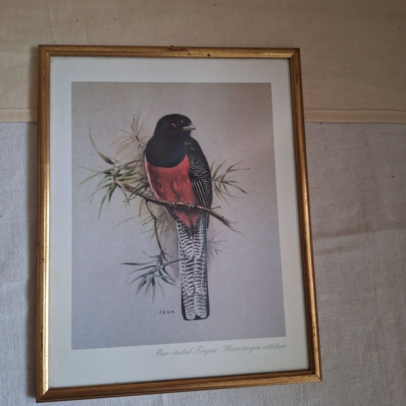 Poster & Bilder: Bild Vintage, Vogel, RENA, Bar-tailed trogon – Gebraucht aus Winterthur von Goldpipau 2