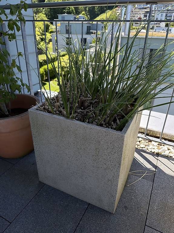 Box contenitori: 2 hochwertigen Gartenkübel mit Gräser – Usato da Richterswil venduto da ski_7ffp 1