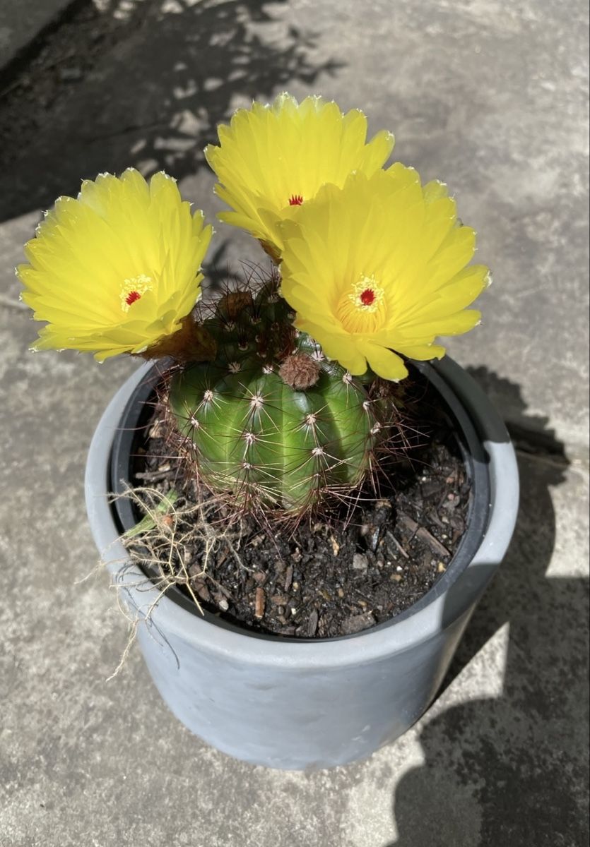 Plantes & graines: Kaktus gelb blühend – Neuf (Voir description) à Dierikon par Wale71 1