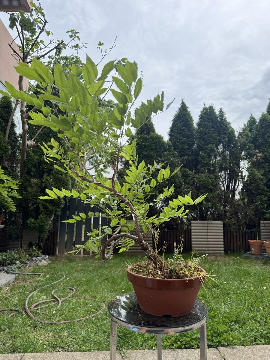 Piante & sementi: Wisteria Chinesischer Blauregen Pre-Bonsai – Usato da Rümlang venduto da Gruseh.ch 4