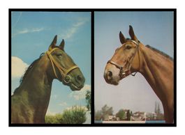 CHEVAUX "Portrait" (Lot de 2x C.P.)