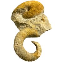 16 million years prehistoric big ammonite inlaid in stone