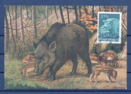 Wildschwein Maximumkarte Österreich 1959