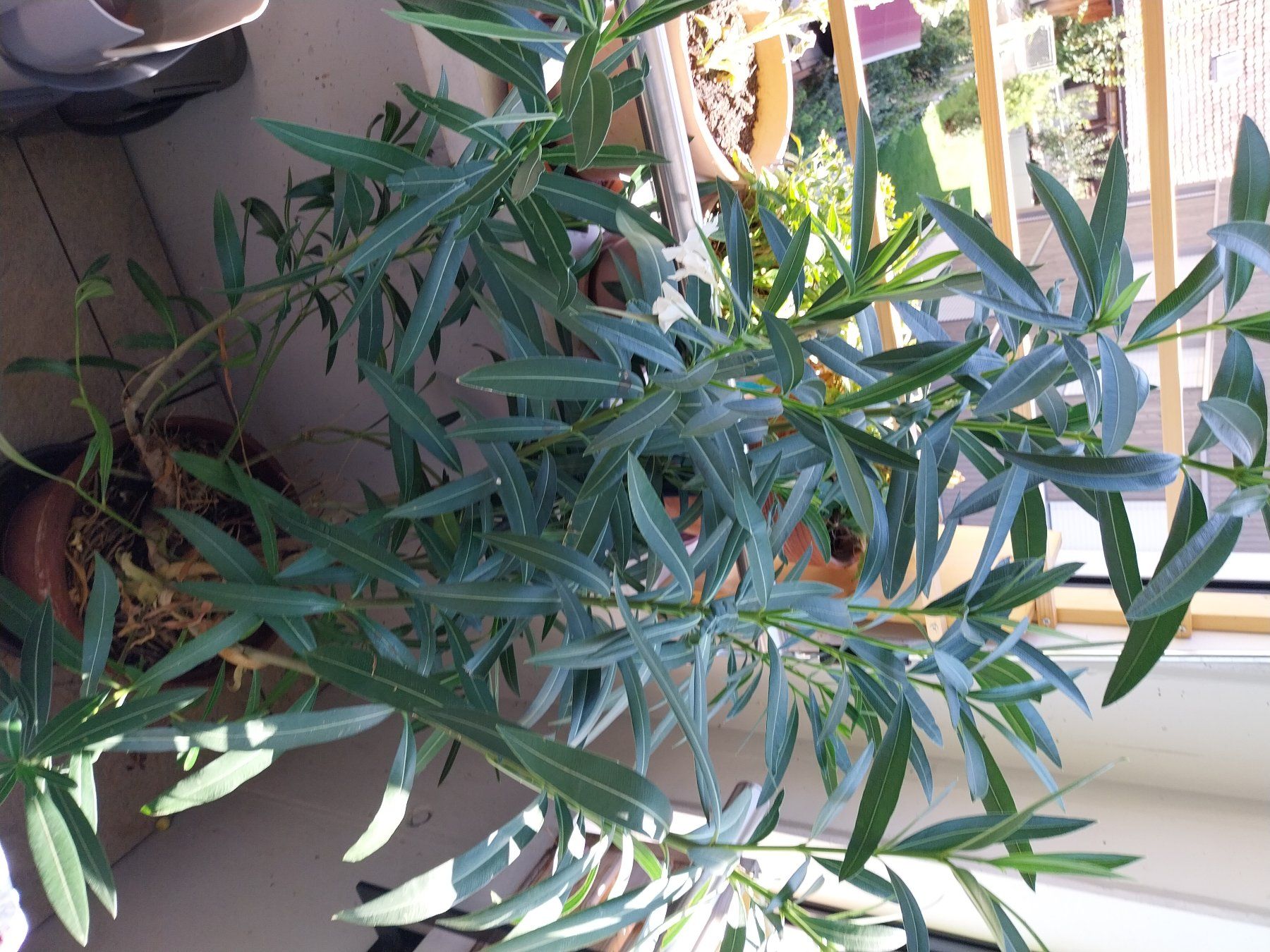 Plantes & graines: Oleanderpflanze mit weissen Blüten – D'occasion à Oberrieden par karin3000 1