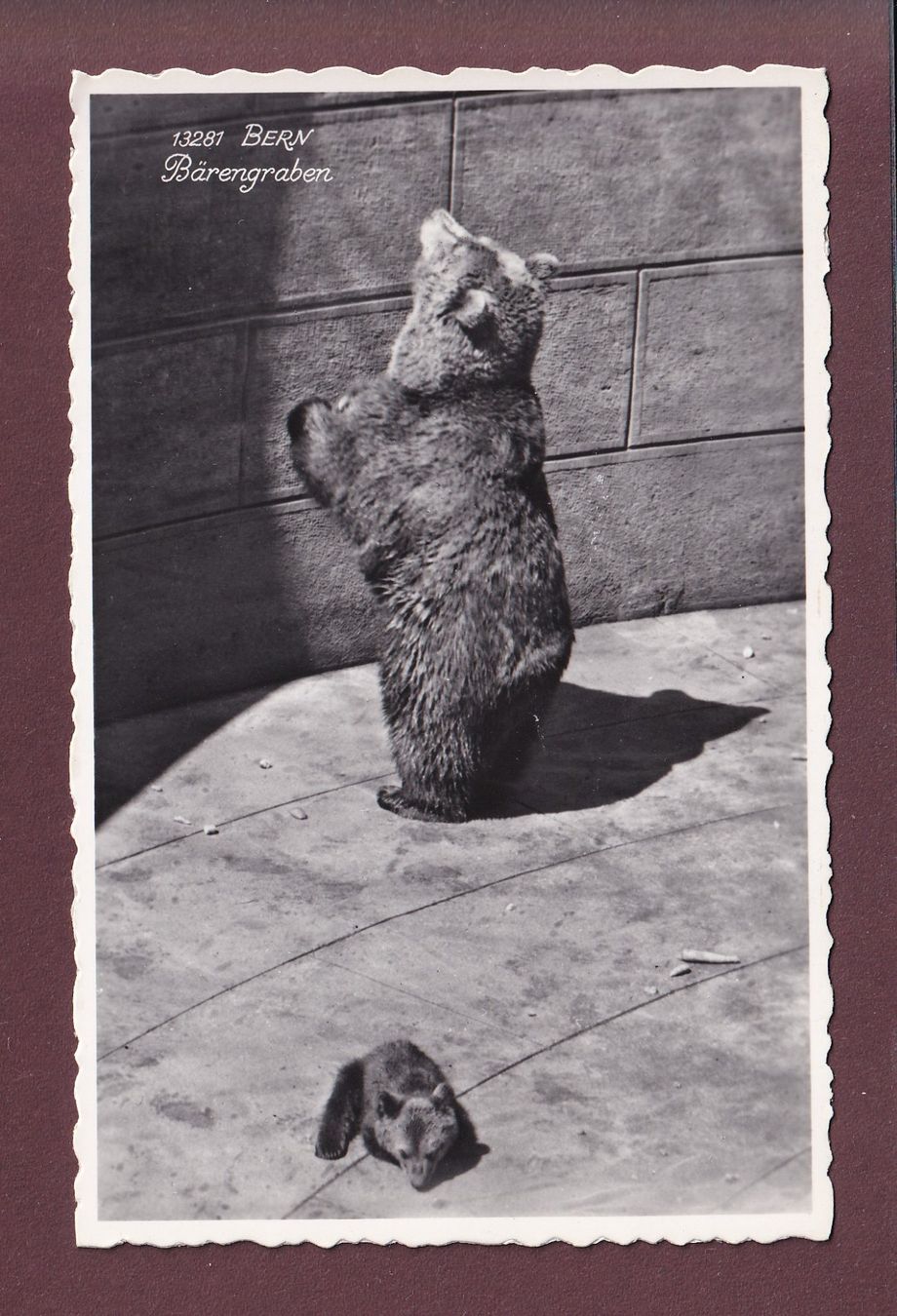 Cartoline postali: BERN - Bärengraben – Usato da Pully venduto da nicecards