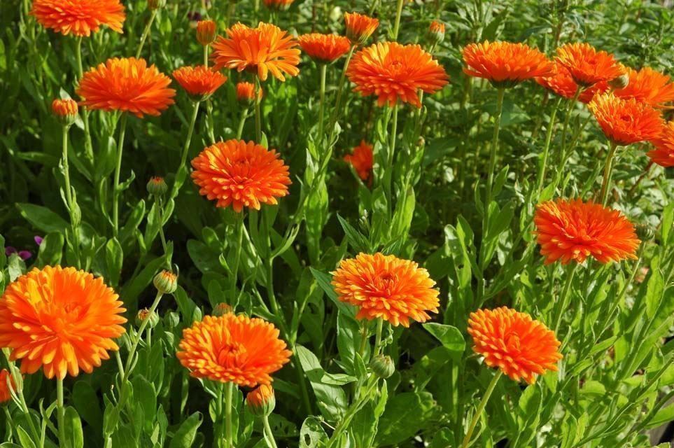 Piante & sementi: 500 Samen Ringelblume ORANGE KING – Nuovo (secondo la descrizione) da Ehrendingen venduto da VerveinaSamen 1