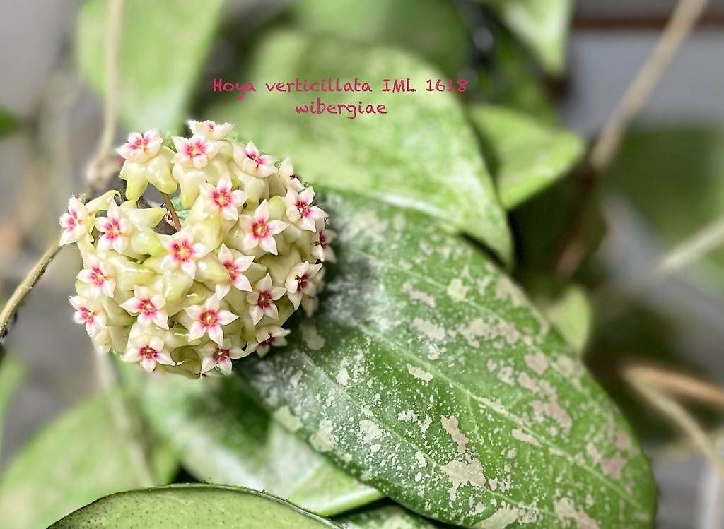 Piante & sementi: Hoya verticilliata wilbergiae, IML 1618 – Usato da Schönholzerswilen venduto da Leavylounge 3