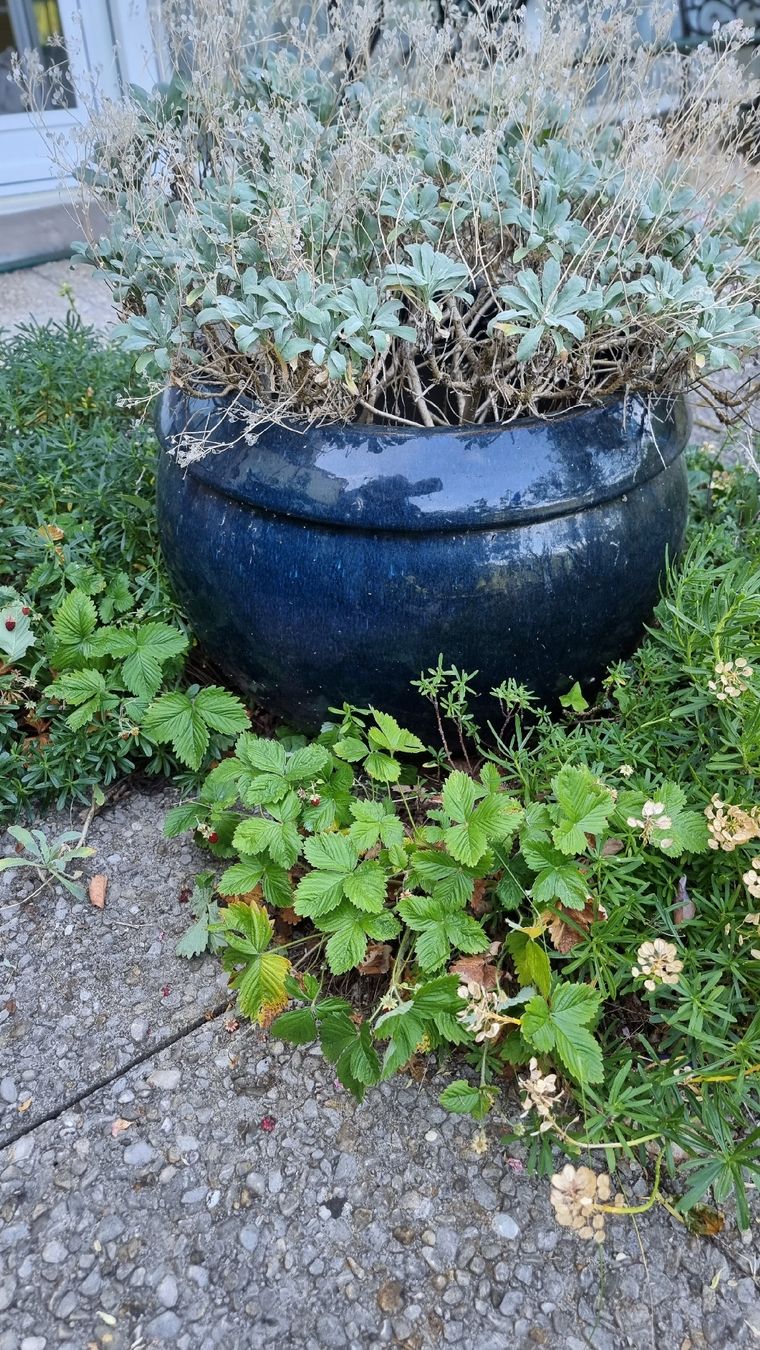 Vasi per fiori: Blumentopf Keramik dunkelblau – Usato da Twann venduto da MW51