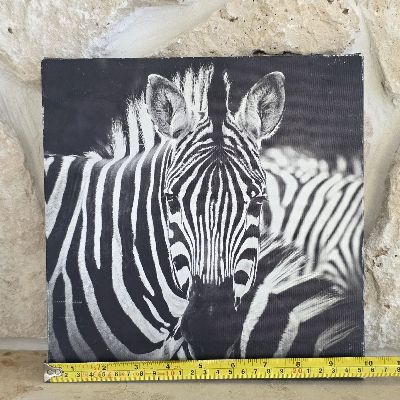 Foto & Immagini: Zebra Bild Leinwand schwarz weiss  – Usato da Rheinsulz venduto da Gilea 2