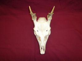 Hirsch, Geweih, Trophäe, Horn, Dekoration Abwurfstangen Hund