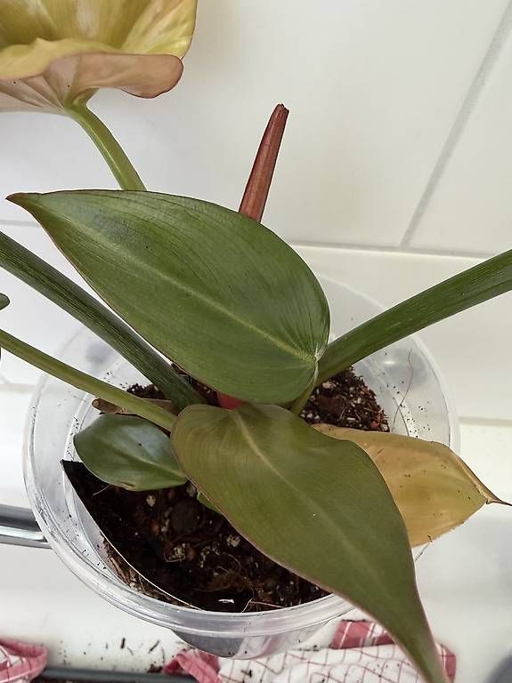 Piante & sementi: Philodendron Gloriosum – Usato da Spiez venduto da Lunelu 4