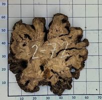 Olivenholz Wurzelscheiben Baumscheiben für Tisch (2-72)
