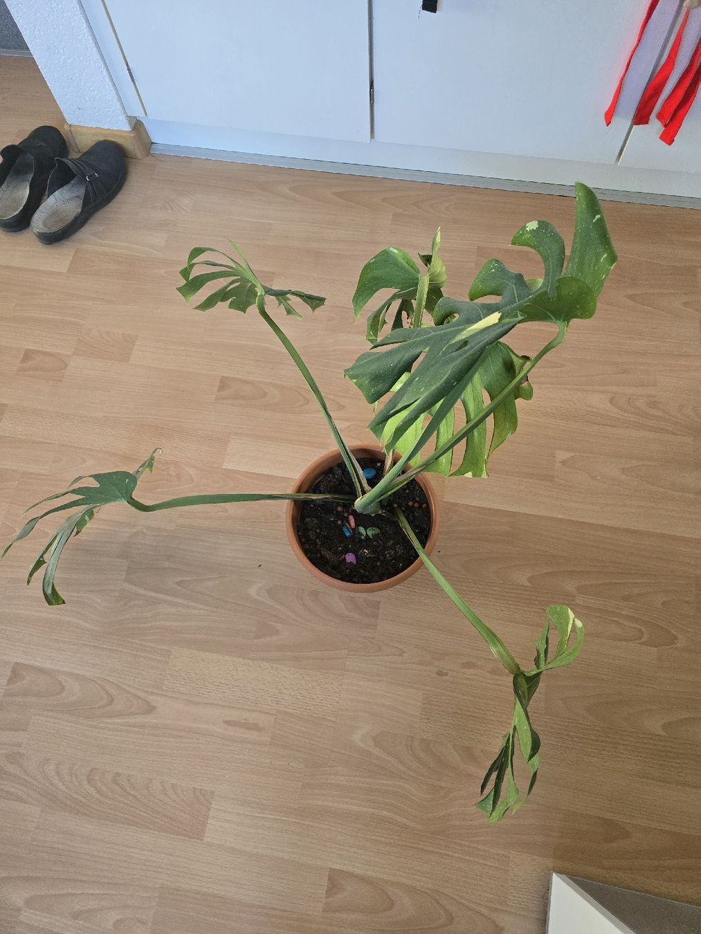 Piante & sementi: Thai Monstera Constellation – Usato da Biberist venduto da Giveme 1
