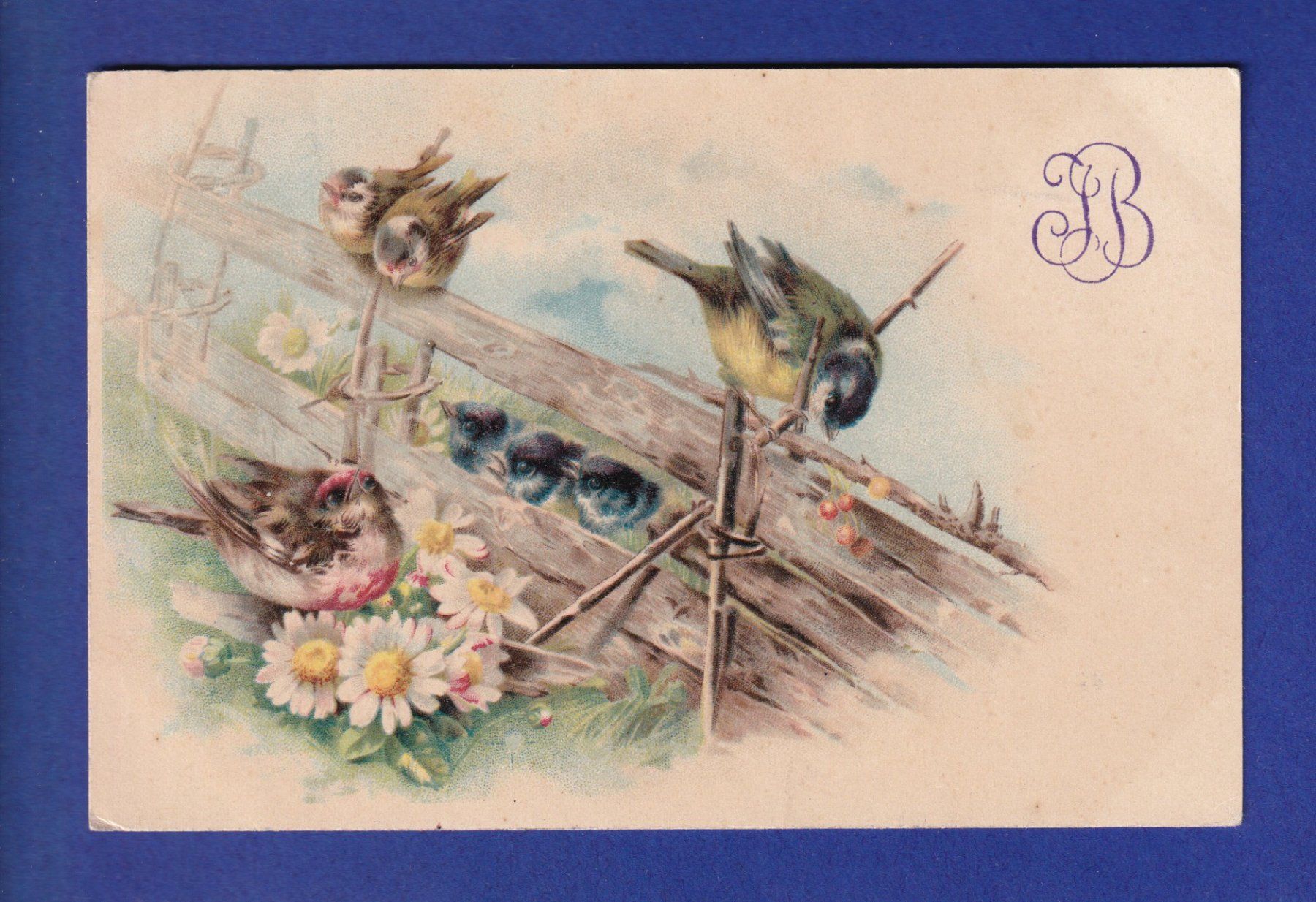 Cartoline postali: OISEAU - Petite famille – Usato da Pully venduto da nicecards-shop