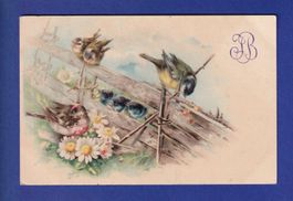 OISEAU - Petite famille