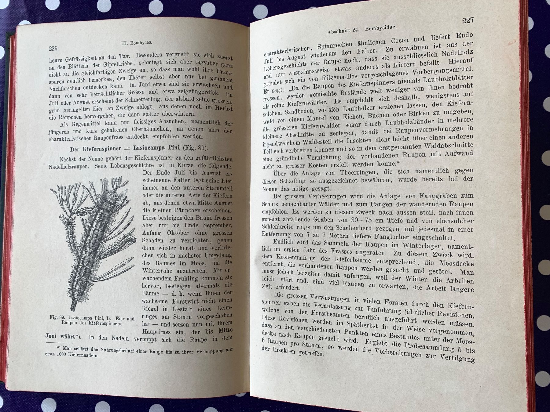 Libri: Antikes Buch Die Raupen 1899 – Usato da Basel venduto da Akinom50 3